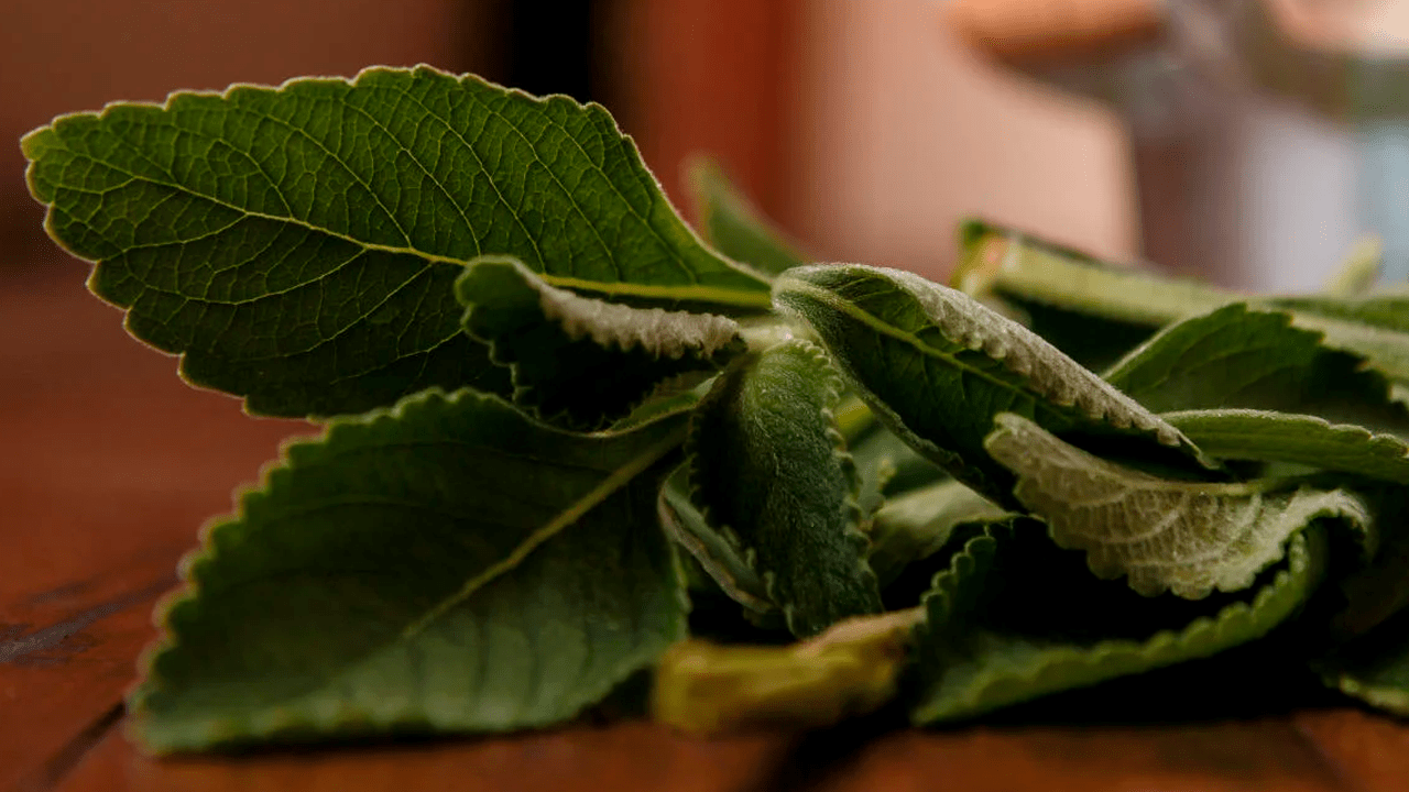 5 Benefícios do Chá de Boldo do Chile